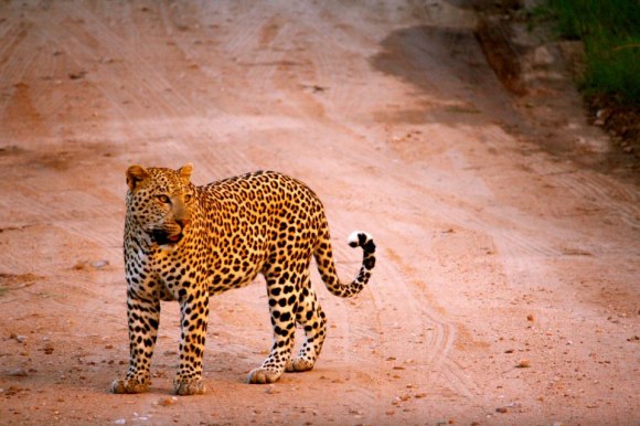 Leopard